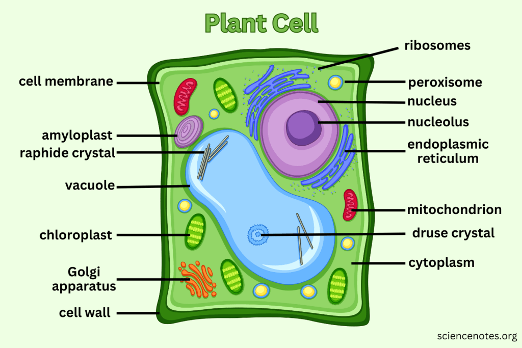 cell