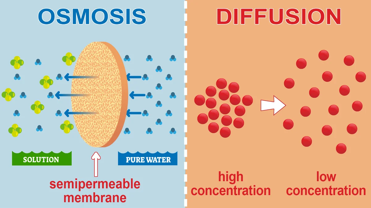 osmosis diagram